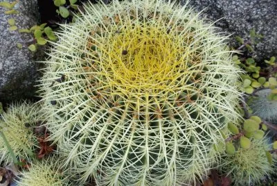cactus 7