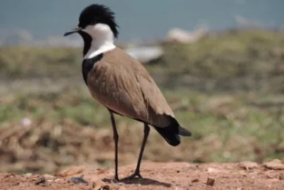 Pavoncella africana