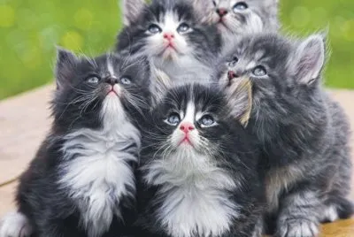 cats