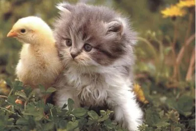 cats
