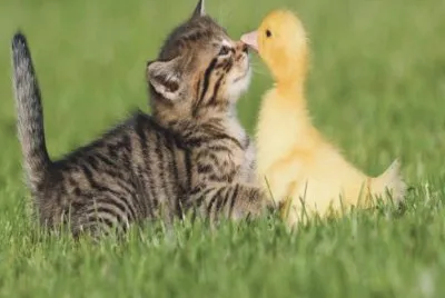 cats