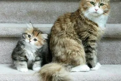cats