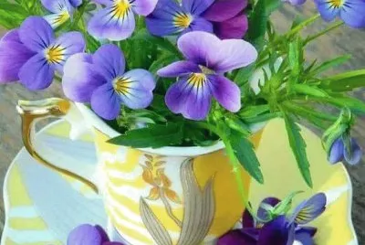 teacup flowers