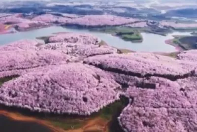 פאזל של Aerial  View of China 's Cherry Blossoms