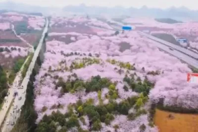 More Cherry Blossoms
