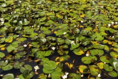 LilyPads