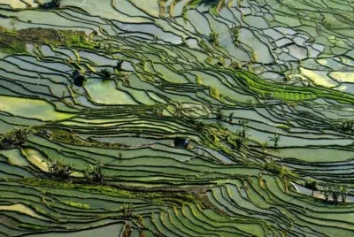 Rice Terraces in Honghe