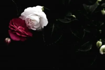 Rosas