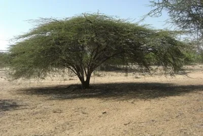nakalel