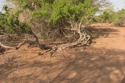 nakalel