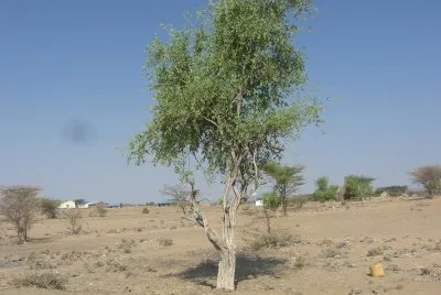 nakalel