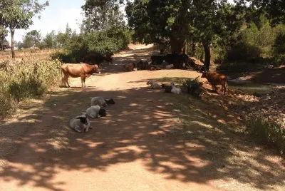 NANYUKI