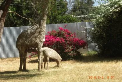 NANYUKI