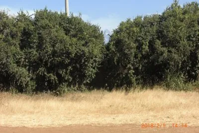 NANYUKI