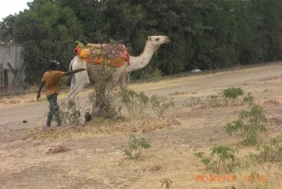 NANYUKI jigsaw puzzle
