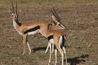 Antilope africana