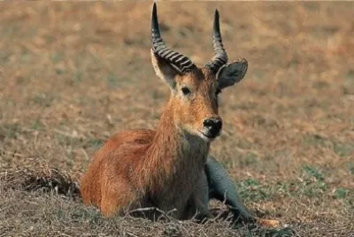 Antilope rossa