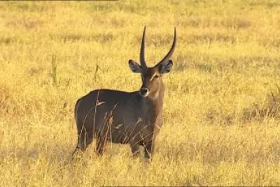 Antilope d 'acqua