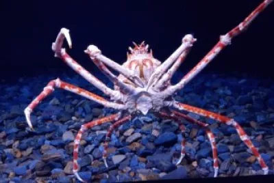 Granchio gigante atlantico