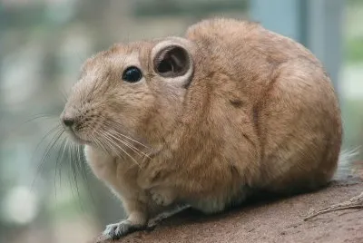 Gundi jigsaw puzzle
