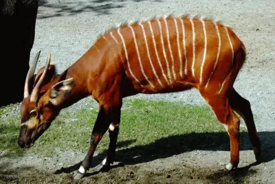 Bongo