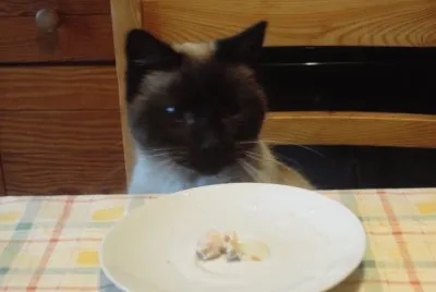 misette