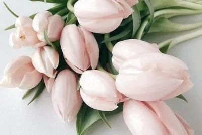 tulips