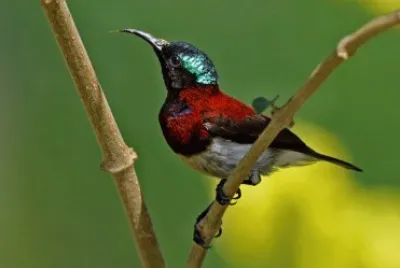 Nettarinia dorsocremisi