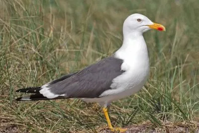 Zafferano