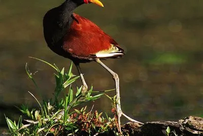 Jacana caruncolata