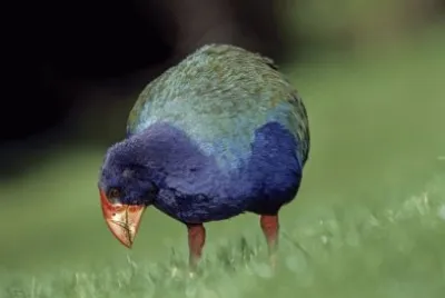 Takahe della Nuova Zelanda