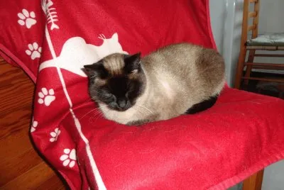 misette
