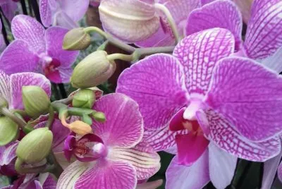 Flores Violetas