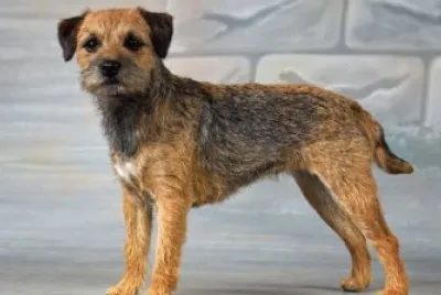 Terrier border