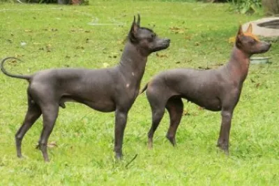 Pila argentino
