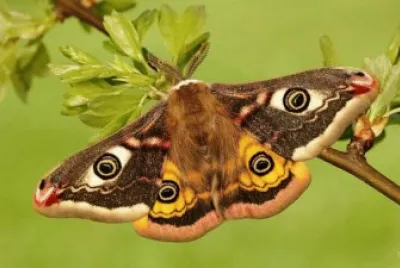 Gonimbrasia belina