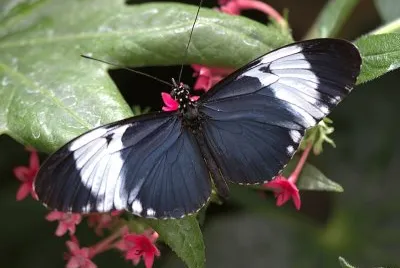 Heliconius cydno