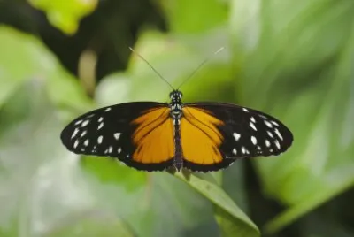 Heliconius hecale