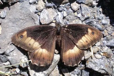 Hipparchia del faggio