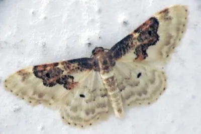 Idaea rusticata