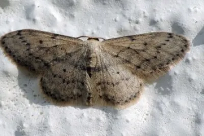 Idaea seriata