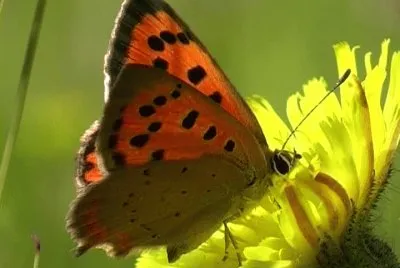 Licena delle paludi