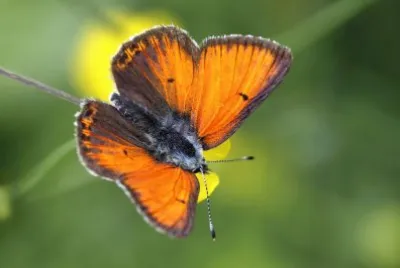Lycaena hippothoe