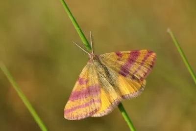 Litrhia cruentaria