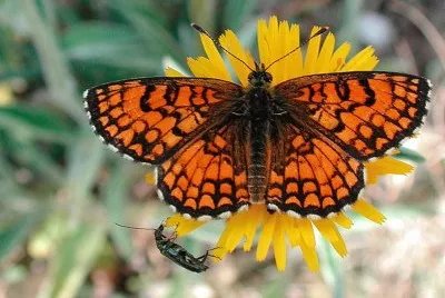 Melithaea athalia