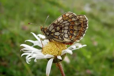 Melitalea varia