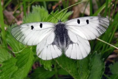 Mnemosine