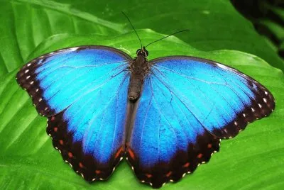 Morpho peleides