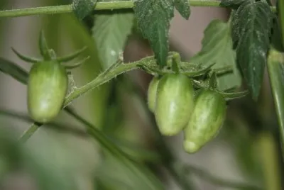 tomatitos verdes