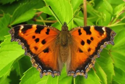Nymphalis xanthomelas